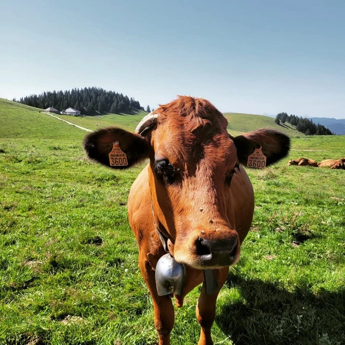 Photo d’une vache dans la nature